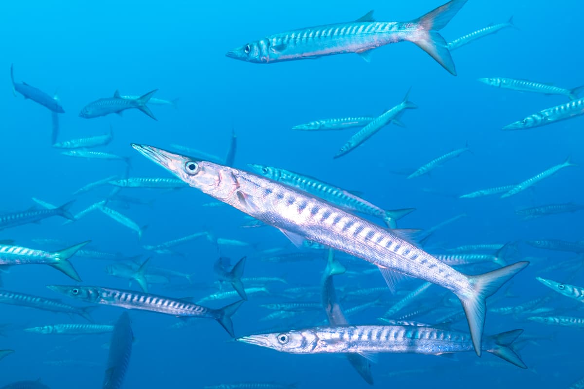 A school of barracuda in the Cabo de Palos marine reserve